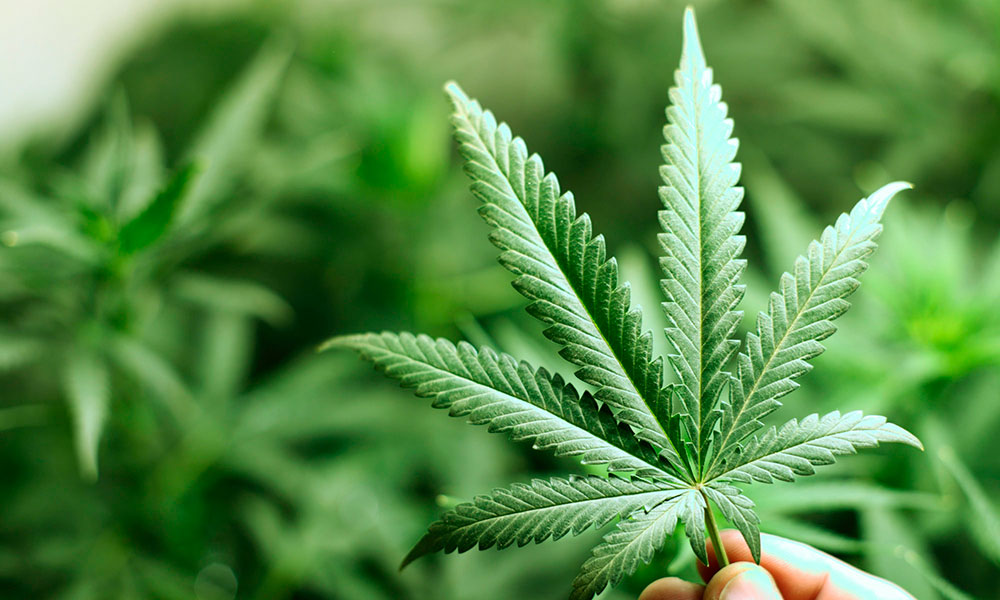 El consumo de cannabis aumenta la intensidad de los síntomas de la manía
